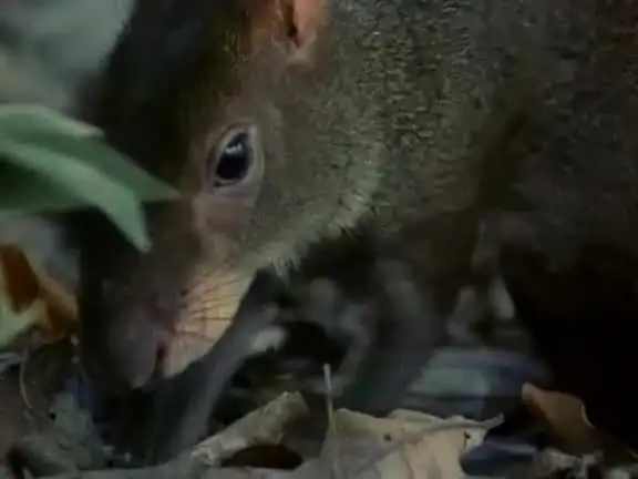 国家地理百年典藏100集全MP4