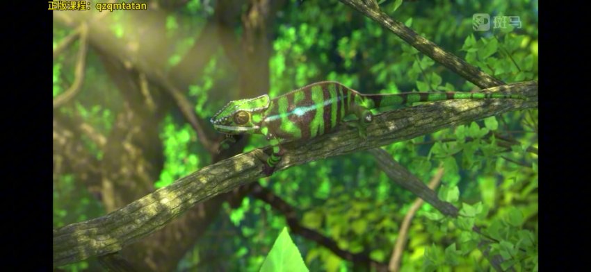 斑马百科：非洲动物世界探秘