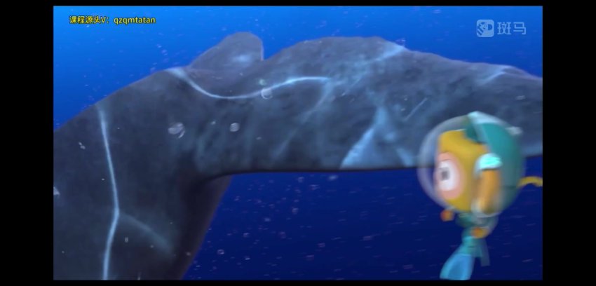 斑马百科：极地动物世界探秘