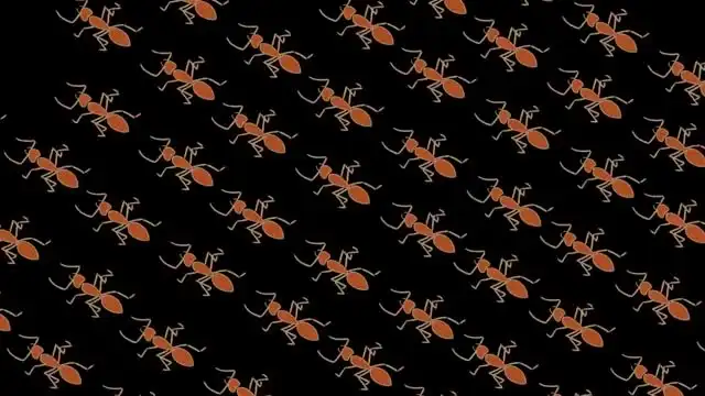 《探索奇妙生物世界：生物学常识科普动画》